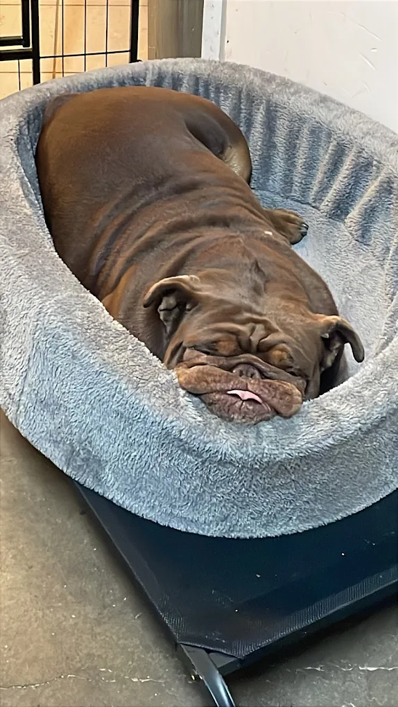 Hond slapend in een zachte mand
