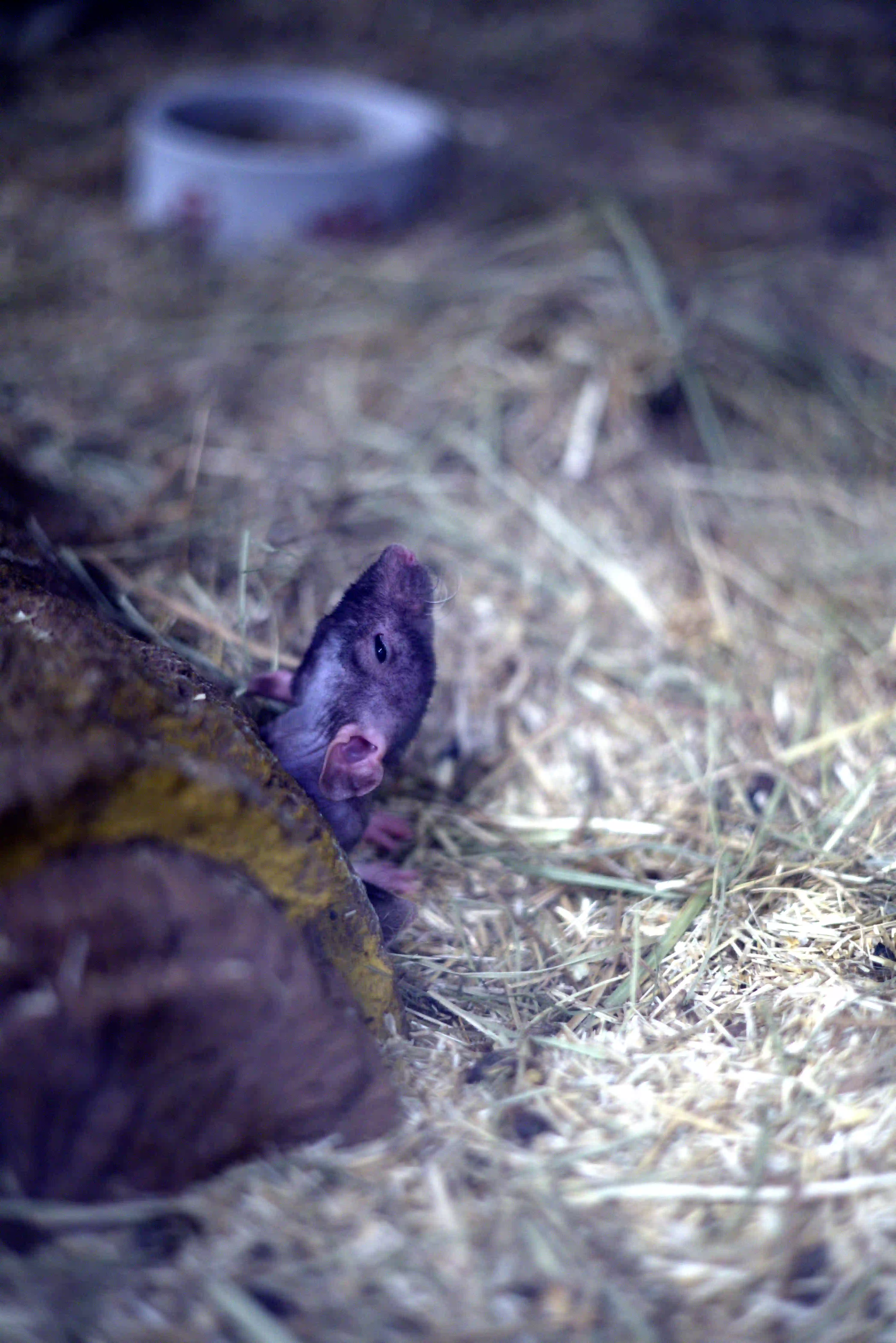 Rat in verblijf in de zaak
