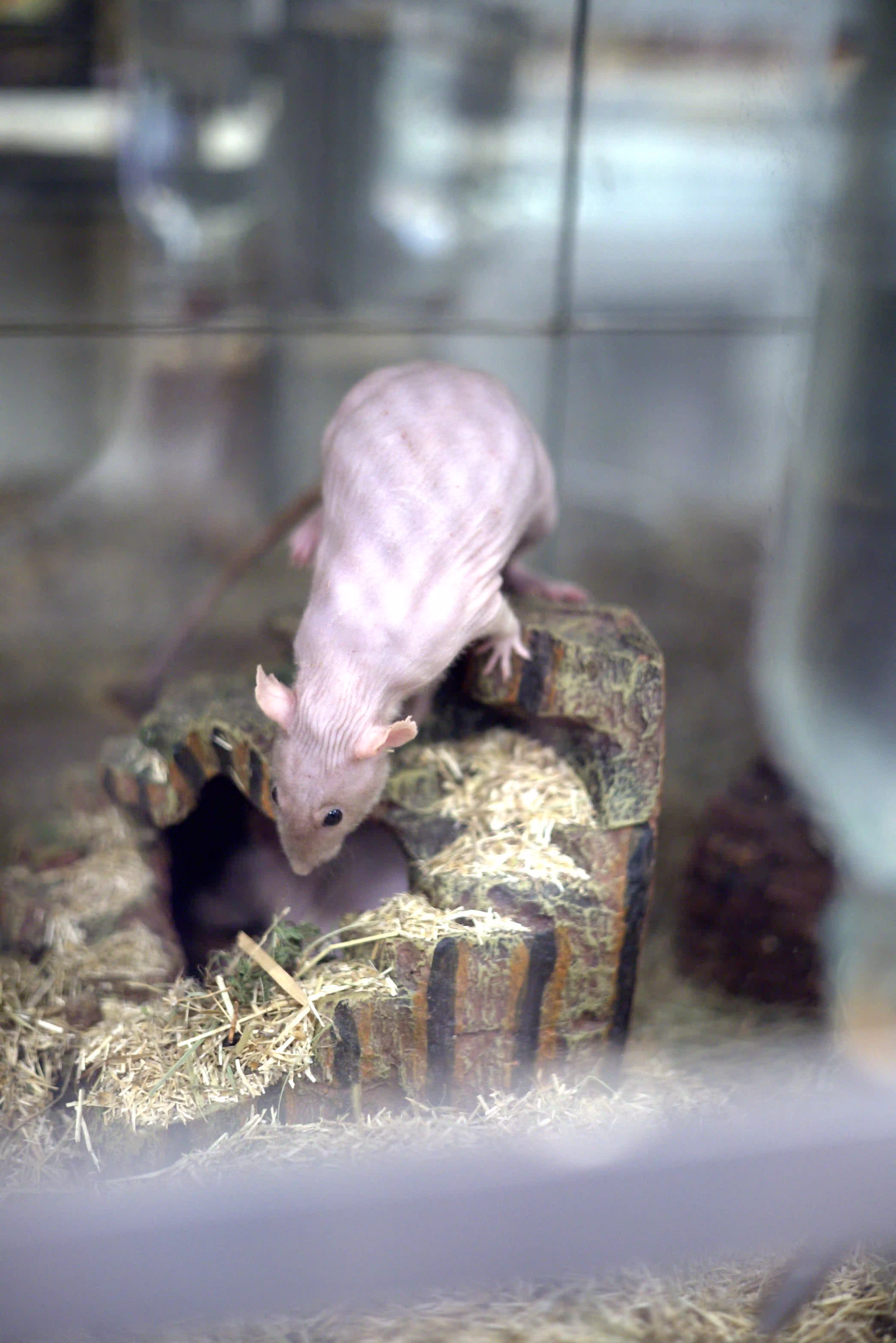 Ratten
