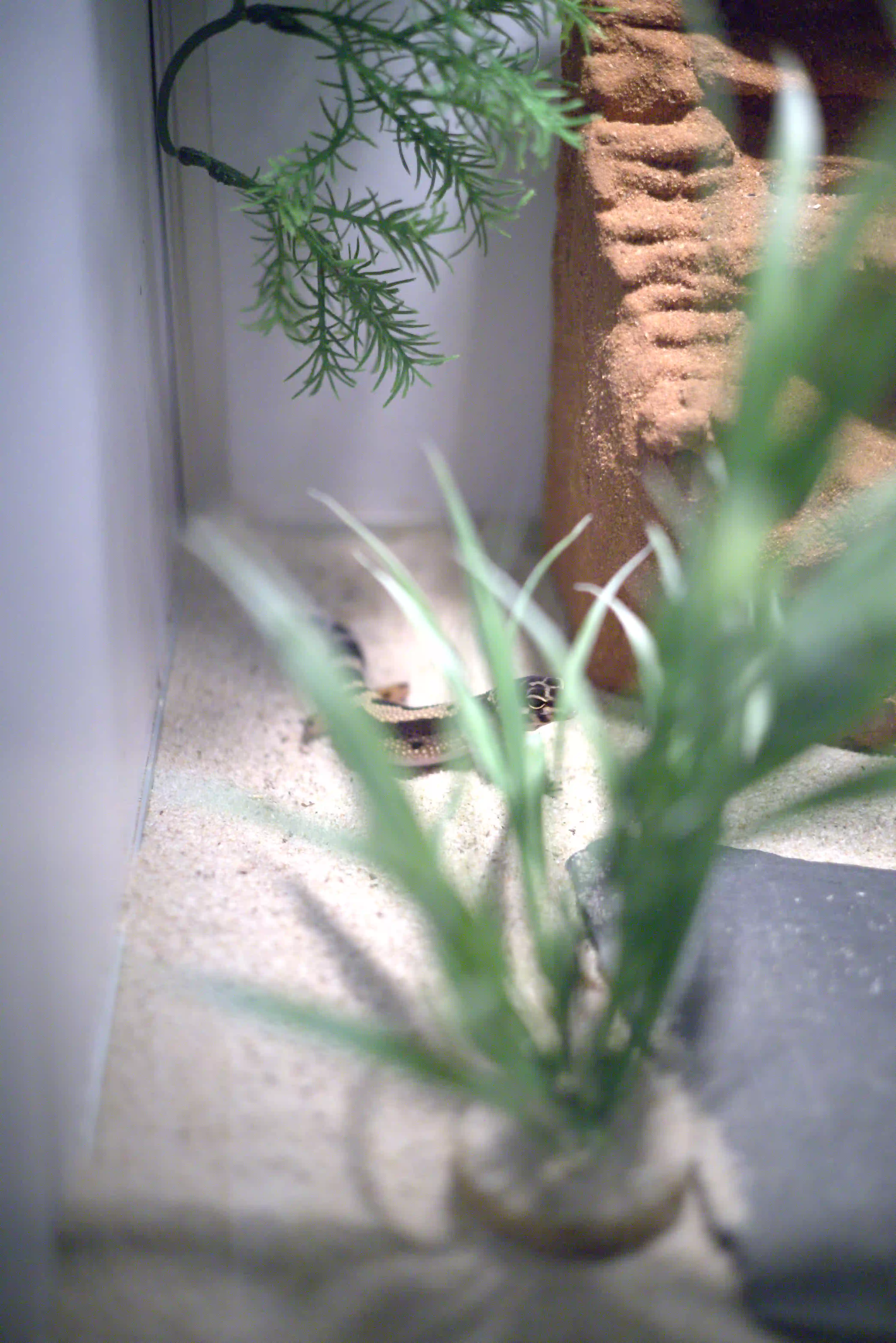Gekko's