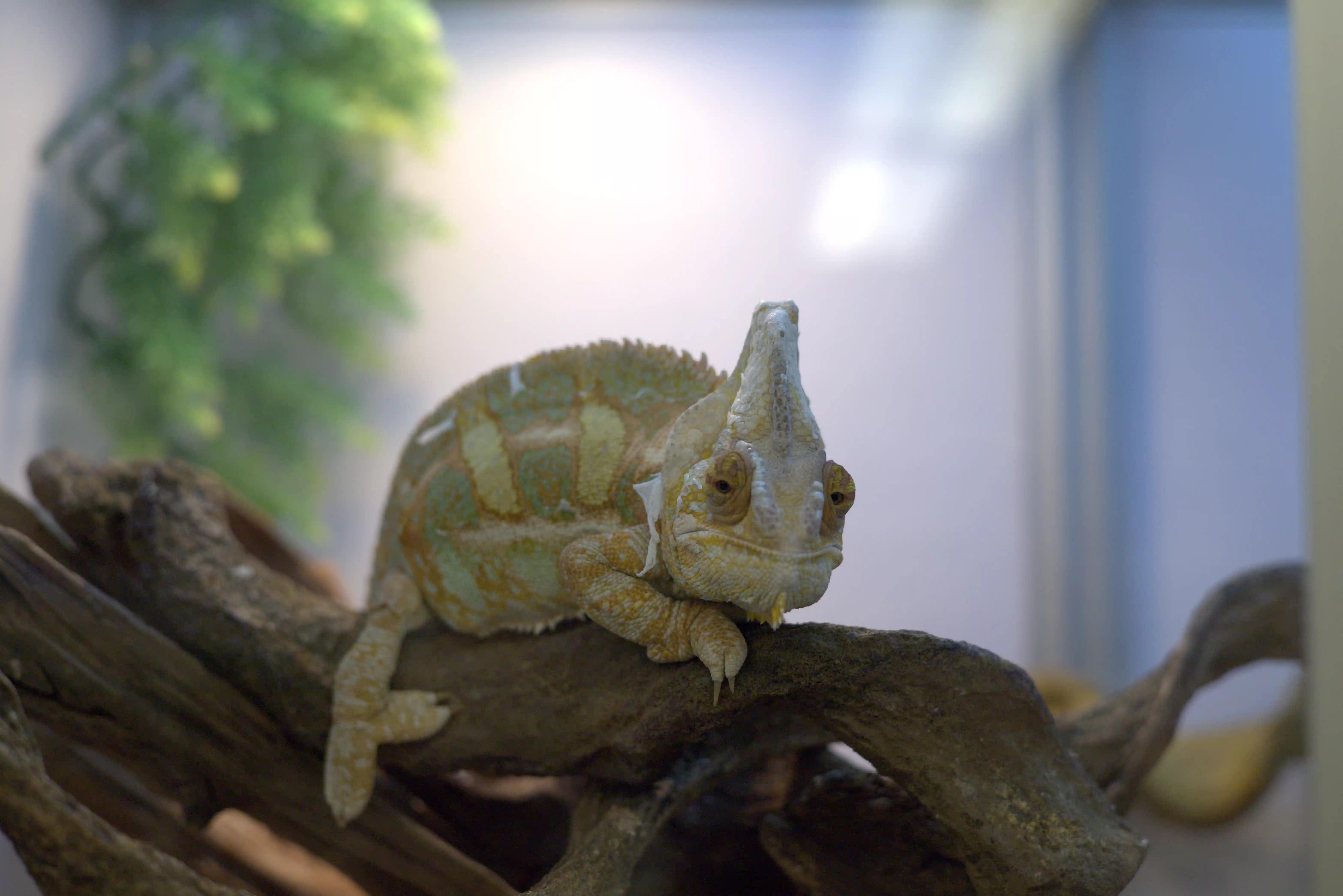 Kameleon in de reptielenafdeling van Dino's
