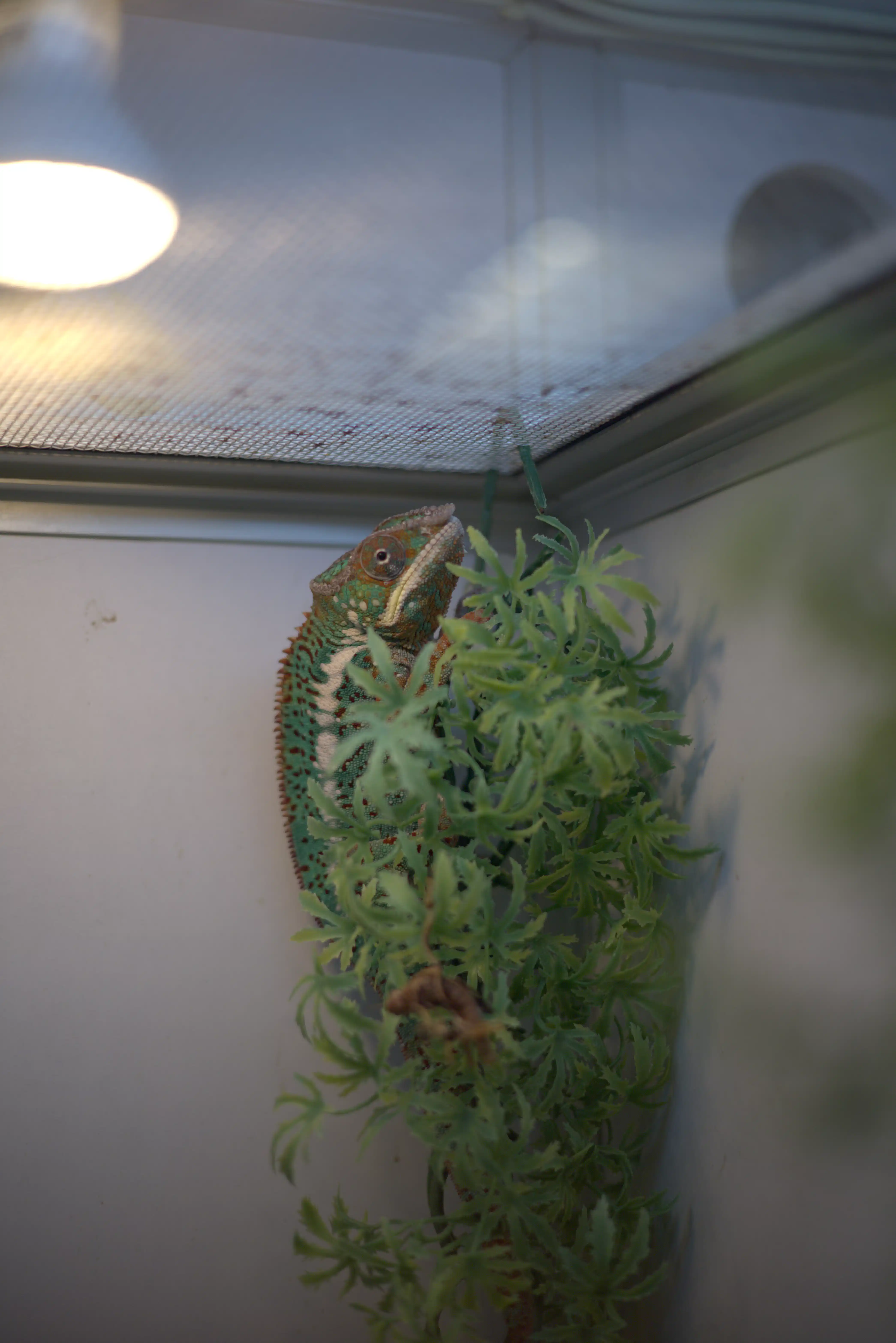 Reptielen categorie