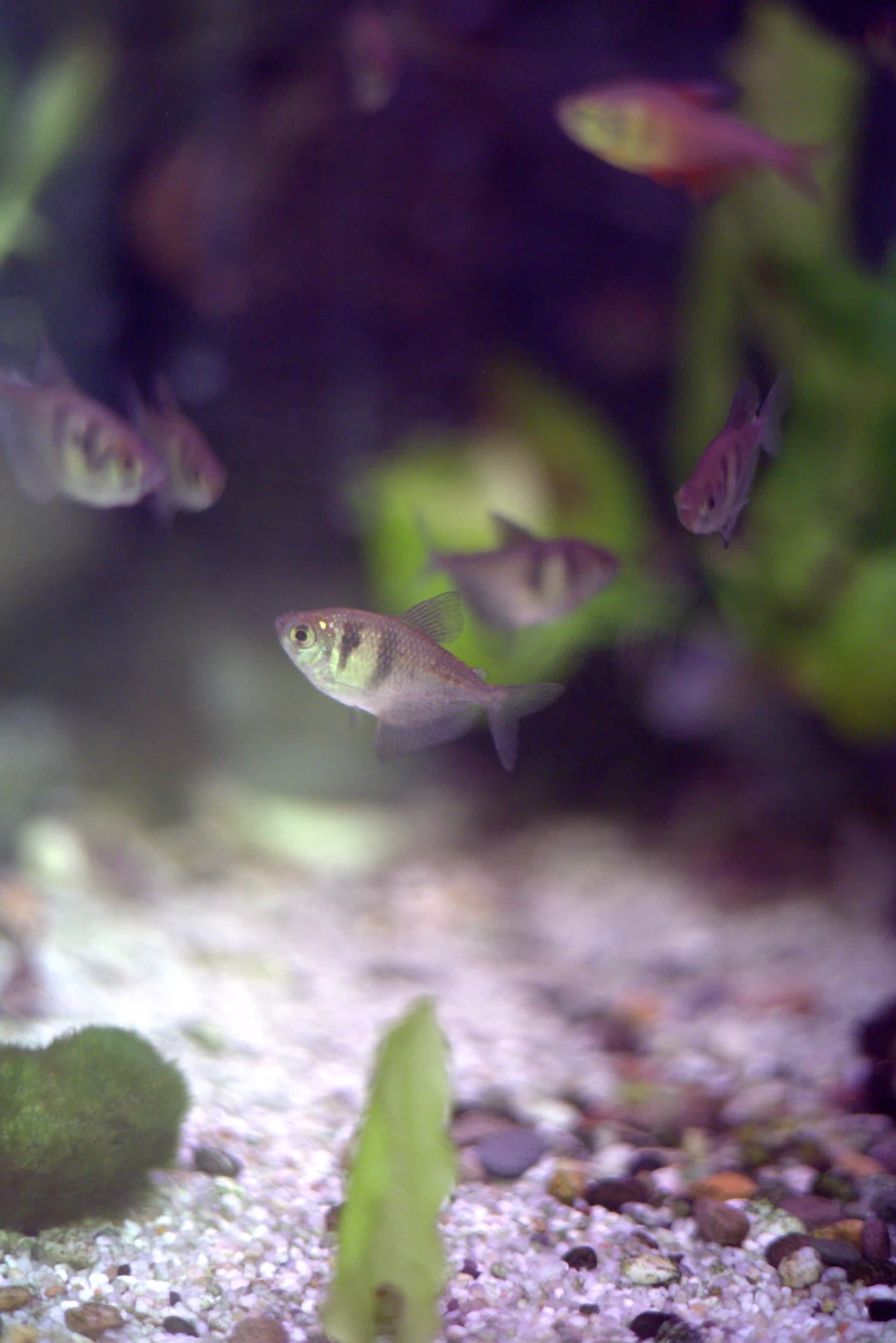 Aquariumbewoners bij Dino's Dierenspeciaalzaak
